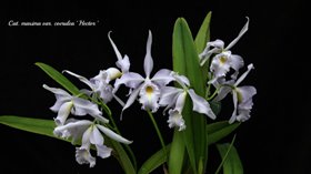 Cattleya maxima x sib