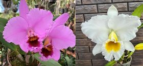 Cattleya percivaliana tipo Tiago X C. percivaliana alba Бразилия