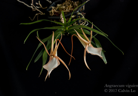 graecum  vigueri