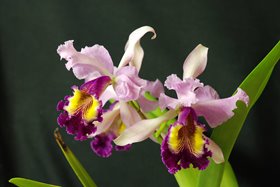 Cattleya X hardyana ( C warscewiczii semialba Lunata x C dowiana aurea)