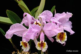 Cattleya mossiae