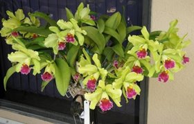 BLC. memoria helen brow