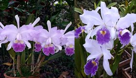 Cattleya (luedemanniana coerulea x warcsewiczii coerulea)