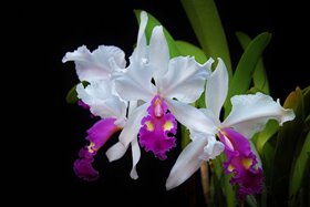 Cattleya warscewiczii f. semi-alba x sib