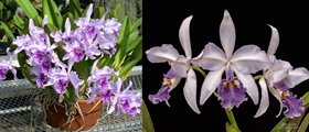 Cattleya (Laelia lobata coerulea x C warscewiczii coerulea 'Blau')посев