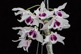 Дендробиум (Dendrobium rhodopterygium f. Semialbum)(1329)