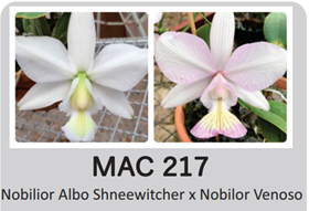 Каттлея (Cattleya Nobilor Alba El Duend x Nobilor Amaliae Alba Zapp)(1139-1)