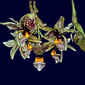 Stanhopea Gualaceo X Stanhopea nigra (1046)