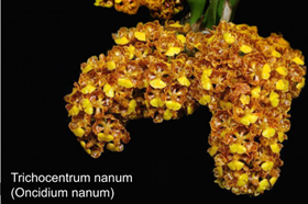 Oncidium nanum