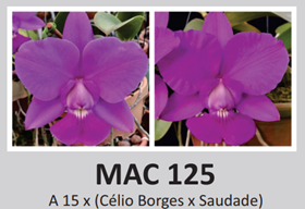 Каттлея (Cattleya Walkeriana A 15 x (Célio Borges x Saudade))(1156)