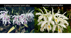 Cattleya  maxima