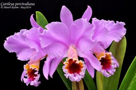 Каттлея (Cattleya percivaliana)(1278)