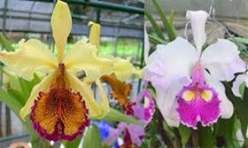 Cattleya X Hardyana ( C dowiana aurea x C warscewiczii SA Ituango)