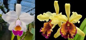 Cattleya Madame Jeannee Doin (C quadricolor cuasialba x C dowiana aurea )