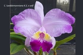 Cattleya lueddemanniana flamea KS