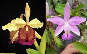 Cattleya Cleopatra (C dowiana aurea x C violacea)