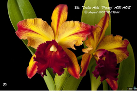 Pry. Hsinying Bueno .