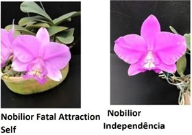 Каттлея (Cattleya NOBILIOR FATAL ATTRACTION SELF X NOBILIOR INDEPENDÊNCIA)(1143)