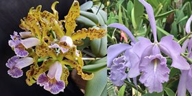 Каттлея (Cattleya schileriana caerulea x Cattleya Maxima caerulea) (913)