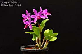 Cattleya violacea