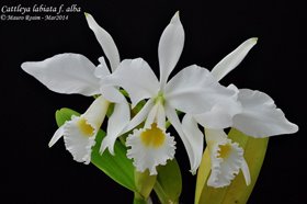 Cattleya labiata f. Alba .