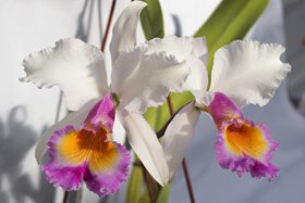 Cattleya Maggie Raphael ( Cattleya trianae semialba coerulescens  x  C dowina aurea)