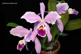 Cattleya gaskelliana (f. amoena x f. coerulea) x self