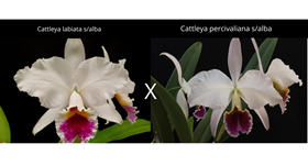 Cattleya ( labiata s/alba x percivaliana s/aba ) .