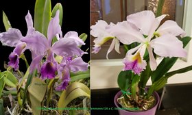 Каттлея (Cattleya Memoria Jeanne Nichols (C. jenmanni SA x C. labiata) coerulea)(1271)