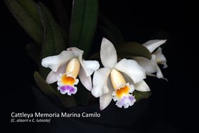 Cattleya Memoria Marina Camilo (C. luteola x C. alaorii)