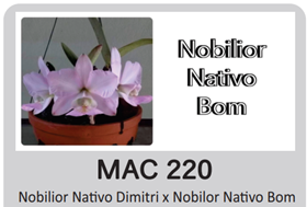 Каттлея (Cattleya Nobilior Kaue x Nobilor Suzana)(1155)