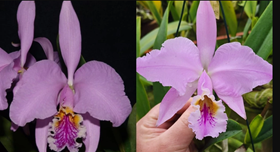 Cattley Mossiae tipo Nativa x tipo Venezuela