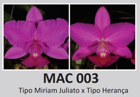 Каттлея (Cattleya Walkeriana Tipo Miriam Juliato x Tipo Herança)(1144)