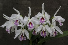 Cattleya maxima f. Semialba