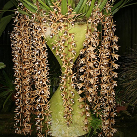 Целогина (Coelogyneoelogyne dayana)(1254)