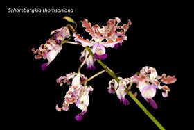 Schomburgkia thomsoniana