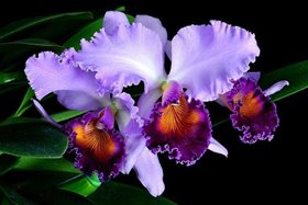 Каттлея (Cattleya Dinard ‘Blue Heaven’ (C.Saint Gothard × C. Dinah))(1255)