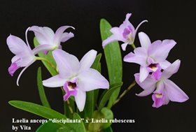Laelia anceps “disciplinata” x L. rubescens