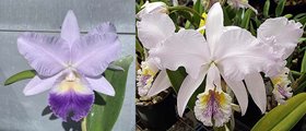 Каттлея (Lc. NEW HYBRID (Lc. Indigo Valentine 'Indigo Valentine' x C. mossiae f. coerulea 'AN'))(992)