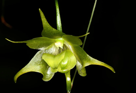 Aeranthes orthopoda