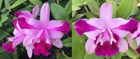 Каттлея (Cattleya intermedia 1818 flamea x intermedia flamea 218)(1166)