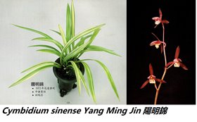 Цимбидиум (Cymbidium sinense Yang Ming Jin 陽明錦)(1130)