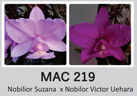 Каттлея (Cattleya Nobilior Kaue x Nobilor Suzana)(1154)