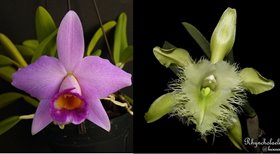 laelia praestans X rhyncholaelia digbyana