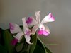 Cattleya