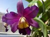 Cattleya