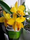 Cattleya