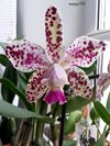 Cattleya