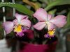 Cattleya