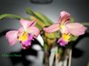 Cattleya